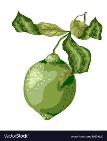 Lime fruit of round shape with leaves on the vector image