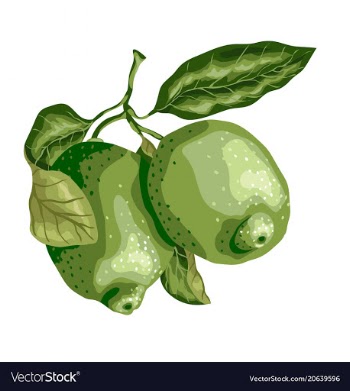 Lime fruit with leaves on the branch sweet sort vector image