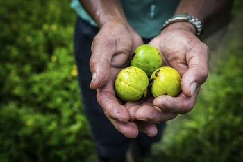Limes in a worker's hand. | Free Photo - rawpixel
