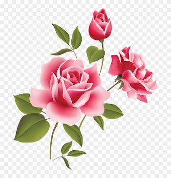 Lindas Flores Em Png E Hd - Pink Roses Clipart