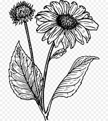 Line Art, Drawing, Art, Flowering Plant, Flower PNG