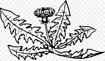 Line Art, Drawing, Art, Leaf, Botany PNG