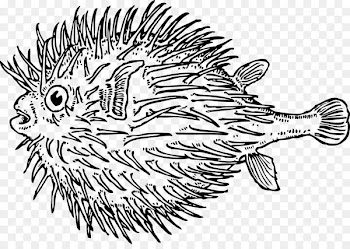 Line art Drawing /m/02csf Graphics Fauna -  