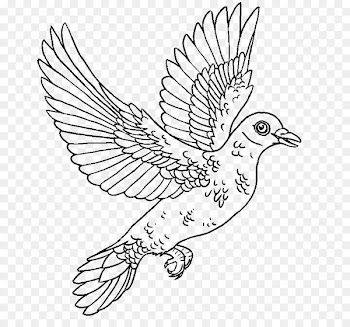 Line art Illustration Feather Beak Fauna - bands illustration 