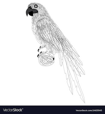 Line art parrots vector image