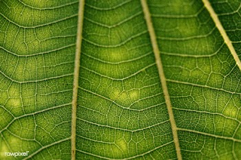 Line art pattern on dark green dwarf white leaf texture macro photogra.. | Free  photo - 2312984