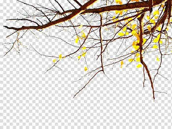 LINE Illustration, Deadwood tree autumn sun transparent background PNG clipart