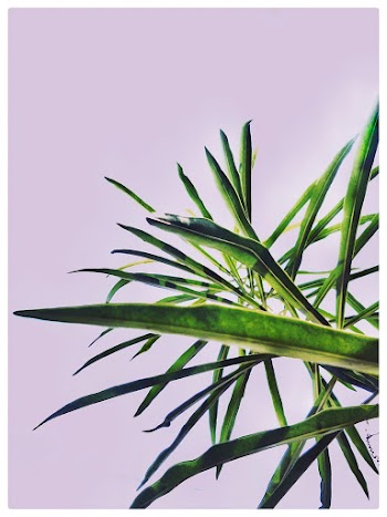 Linear Green-leafed Plants Near Wall
