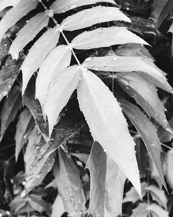 Linear Leaf Plants
