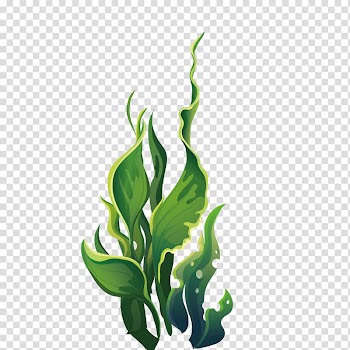 Linear leafed plant illustration, Aquatic plant Algae, Wide green leaves marine plants transparent background PNG clipart