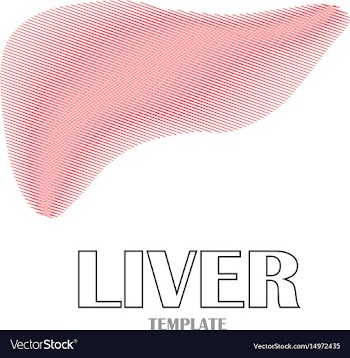Linear stylized drawing of liver vector image