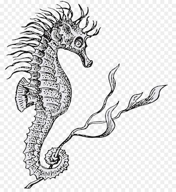 Lined seahorse Hippocampus Illustration - Black and white sketch of the seahorse monster 