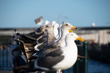 Lined Up White-and-gray Seagulls