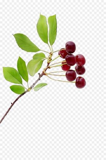Lingonberry Kona coffee Chokeberry Pink peppercorn Holly -  