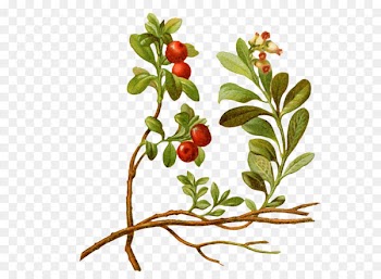 Lingonberry Vaccinium macrocarpon Cherry Tree Plant - Cartoon cherry tree 