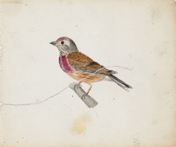 Linnet, 1830, by Ferdinand von | Free Photo - rawpixel