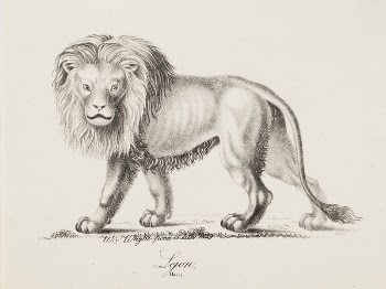 Lion, 1829, Wilhelm von Wright | Free Photo - rawpixel