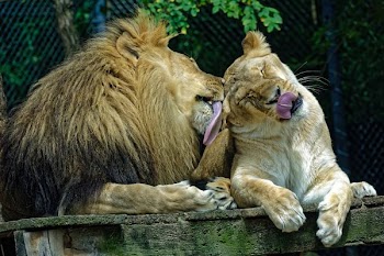 lion and lioness