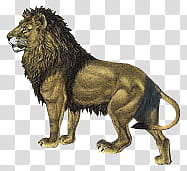 Lion animal transparent background PNG clipart