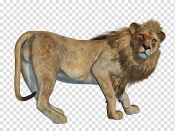 Lion , animated lion transparent background PNG clipart
