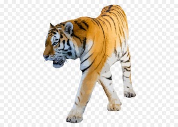 Lion Clip art Felidae Bengal tiger Cat - lion 