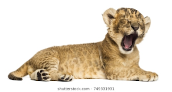 Lion Cub In Mouth Images PNG - DLPNG.com