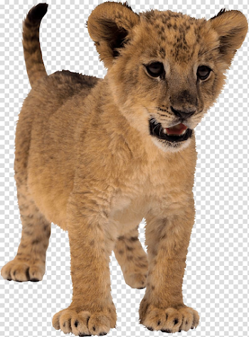 Lion cub, Lion, Small Lion transparent background PNG clipart ...