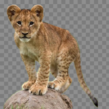 Lion cub png 3 » PNG Image