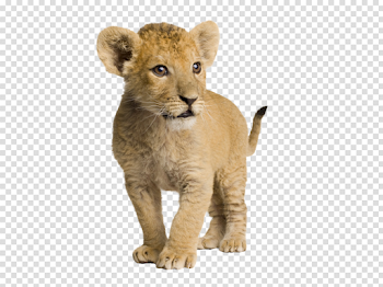 Lion cub png 4 » PNG Image