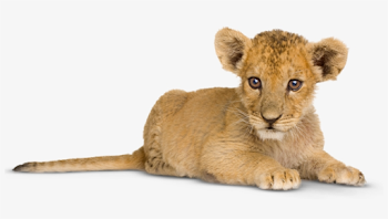 Lion Cub Png - Draw! Baby Animals [book] PNG Image | Transparent ...