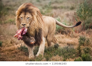 Lion Eating Images, Stock Photos & Vectors | Shutterstock