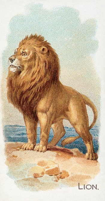 Lion from the Quadrupeds series | Free Photo - rawpixel
