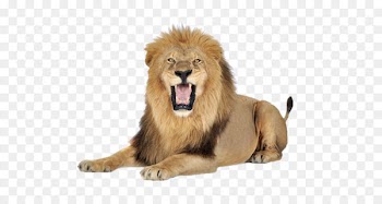 Lion Icon - A lion 