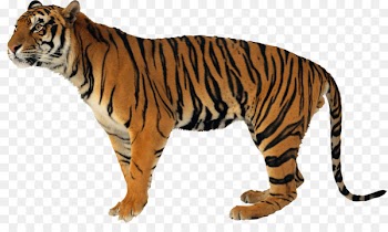 Lion Jaguar Leopard Felidae Portable Network Graphics - lion 