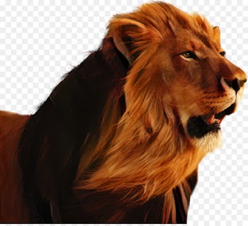 Lion, Khodahafez, Cat, Mammal PNG