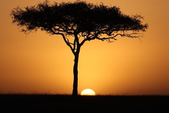 Lion King poster? No this is reality! The sunset in Masai Mara and an acacia tree -and at the right position in the right time. 13. februari 2019