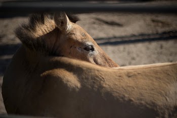 Lion Laying on Ground