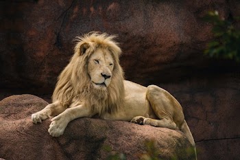 Lion Laying On Rock