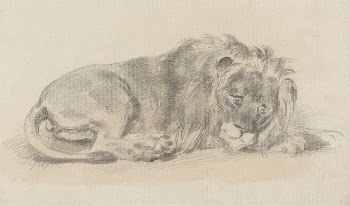 Lion Lying Down | Free Photo - rawpixel