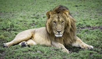 Lion On Grass Lawn