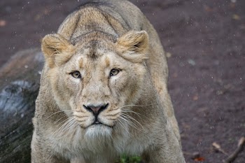 Lion Photo