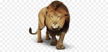 Lion PicsArt Photo Studio Sistema Anglo de Ensino Video - lion 