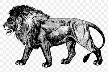 Lion png drawing, vintage animal, | Free PNG - rawpixel