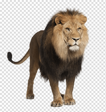 Lion Png Image Image Download Picture Lions