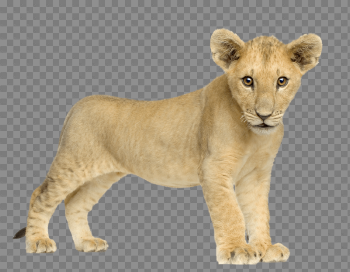 Lion Png Image Image Download Picture Lions