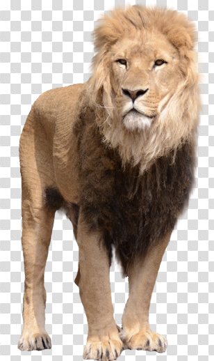 Lion PNG images, free download, lions