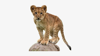 Lion Png Playful Lion Cub At The Foomart - Leão Bebe - Free ...