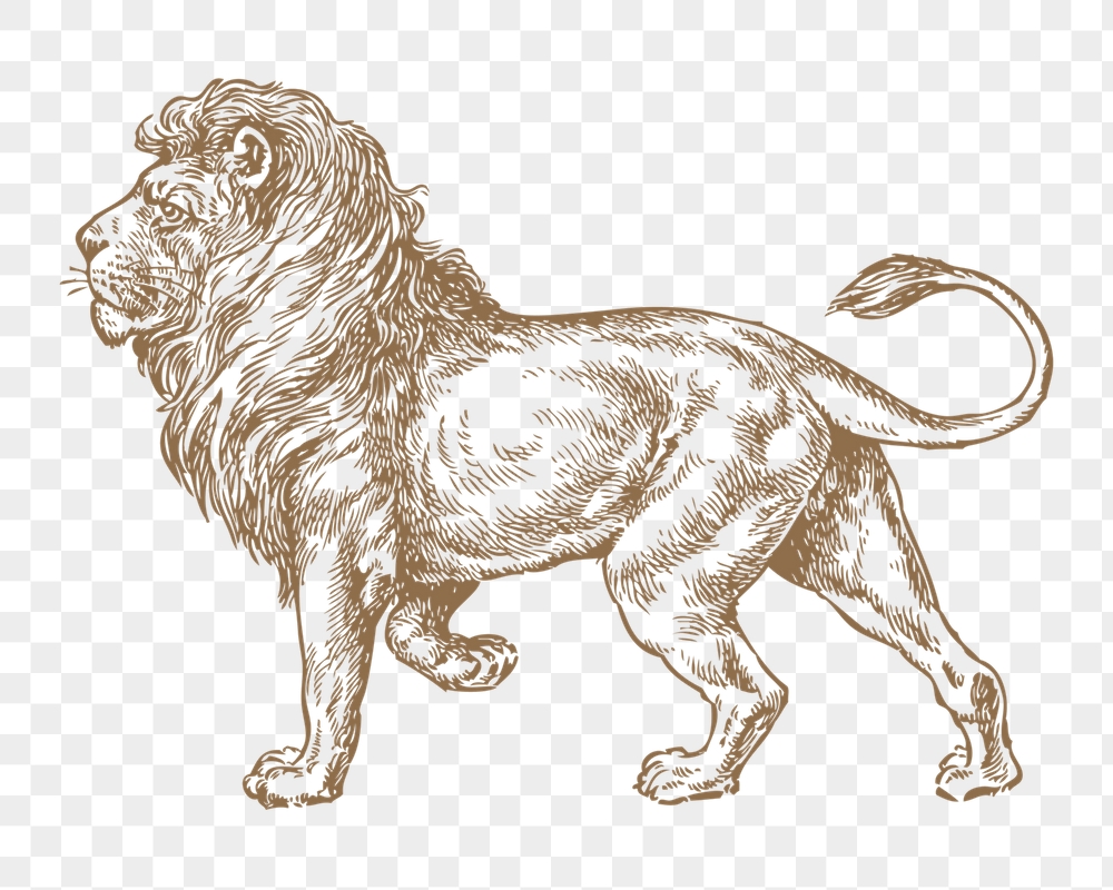 Lion png sticker, animal illustration, | Free PNG Illustration - rawpixel