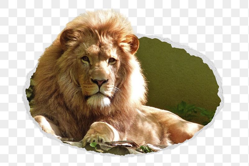 Lion png sticker, wildlife photo | Free PNG - rawpixel