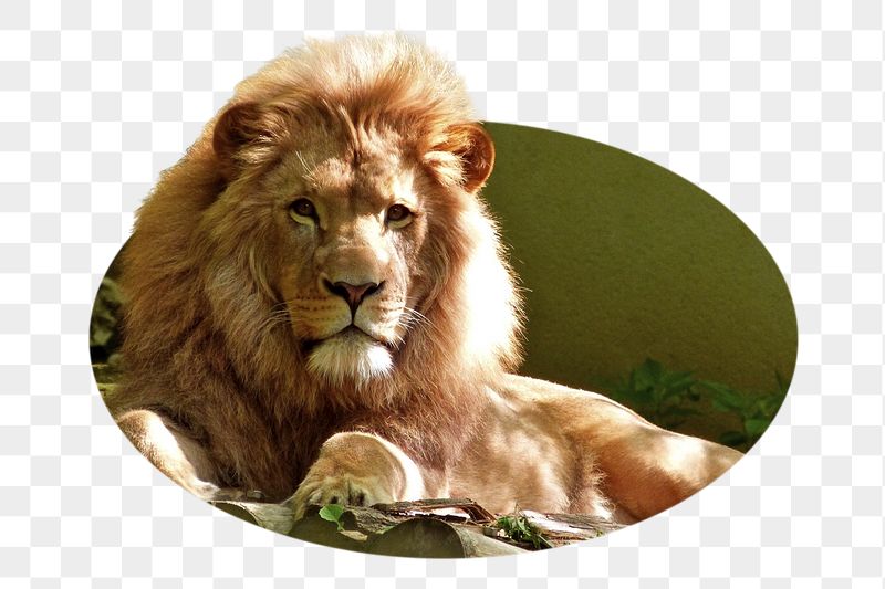 Lion png sticker, wildlife photo | Free PNG - rawpixel
